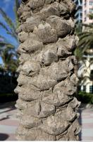 tree palm bark 0001